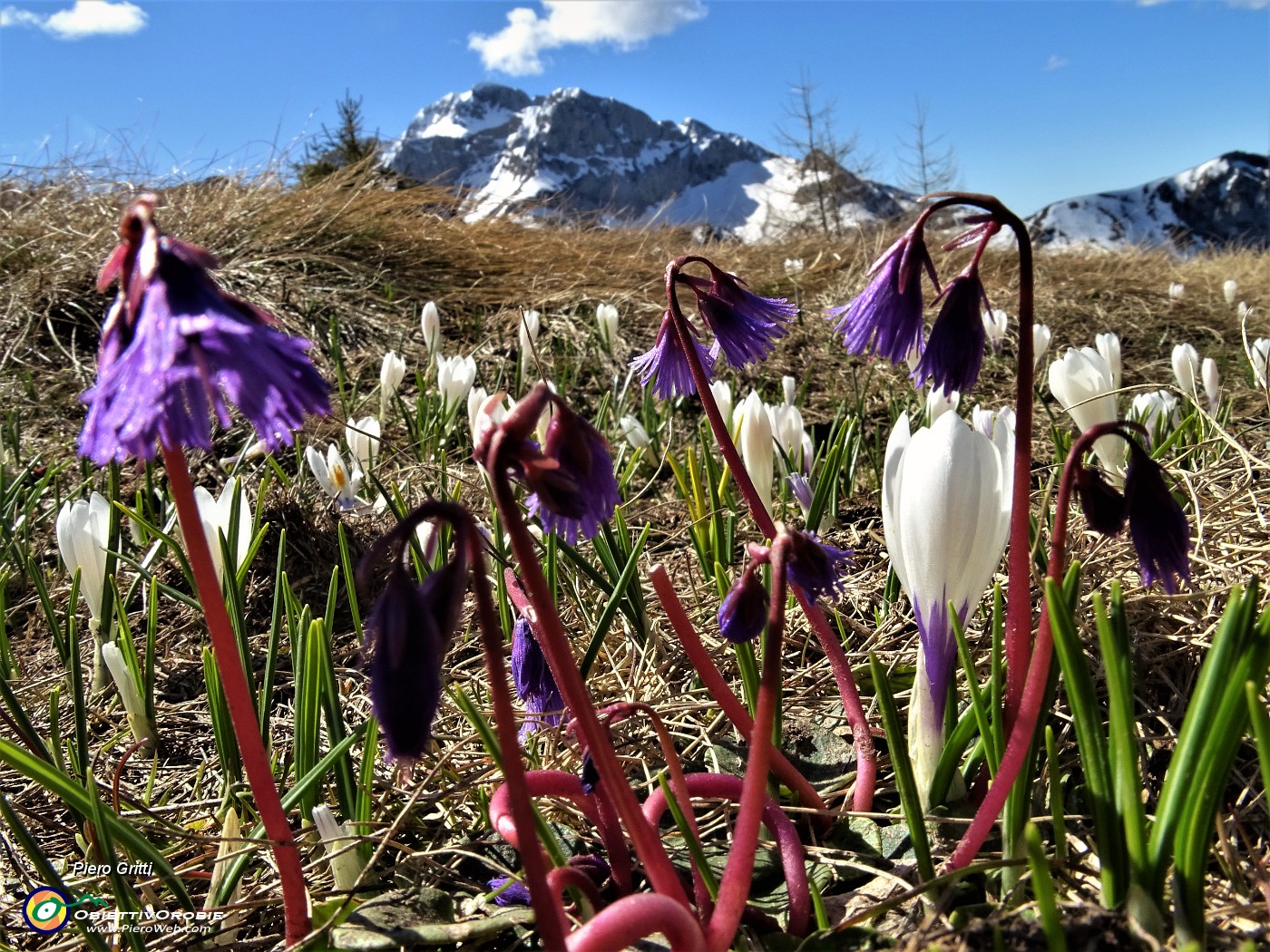 27 Soldanelle alpine e Crocus vernus  con Arera .JPG